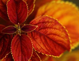 Wonderful macro amber flower - Autumn season
