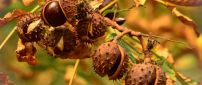 Delicious chestnuts in the tree - HD wallpaper