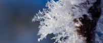 Macro ice flowers - miracles of the nature