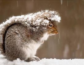 Frozen squirrel in the cold winter day