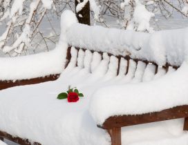 Red rose on a bench full with snow in the park