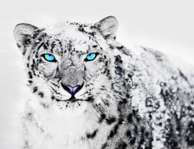 Wonderful blue eyes for a Siberian tiger - White snow