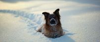 Walk through the snow - little dog