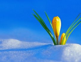 Yellow flowers under the cold snow -Winter and spring season