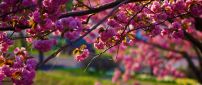 Blossom tree - Spring season is here