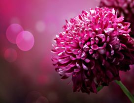Wonderful dahlias pink flowers - HD spring wallpaper