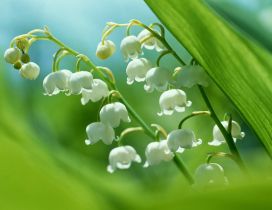 Spring perfume of wonderful white flowers - Lily