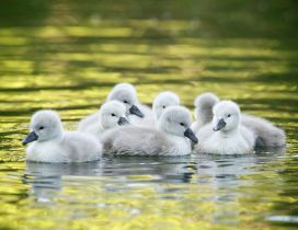 Little ducks on the lake - Wonderful baby animals