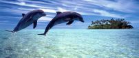 Two joyful dolphins playing in the water - HD wallpaper