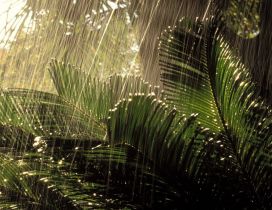 Tropical rain in Ecuador - Big water drops over the plants