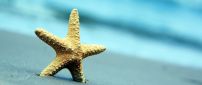Beautiful starfish in the golden sand - Macro summer holiday