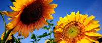 Two sunflowers talking in the sun - Summer season