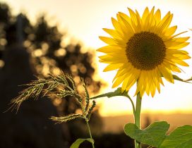 One single sunflower in the sunset light - HD wallpaper