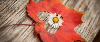 Little white flower in the middle of an Autumn leaf - Heart
