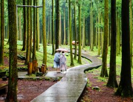 Relaxing walk in the tropical forest - Rainy day