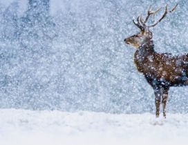 Wonderful snow in the winter season - Wild deer in nature