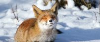 Little red fox stay in the sun - HD winter wallpaper