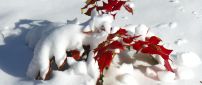 Red Autumn leaf under the cold snow - HD wallpaper