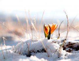 Yellow spring flower in the snow - HD wallpaper