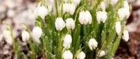 Big water drops on wonderful flowers - Snowdrops
