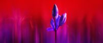 Purple flower - Wonderful nature