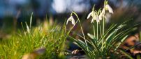 Snowdrops in sunshine - Beautiful spring flowers