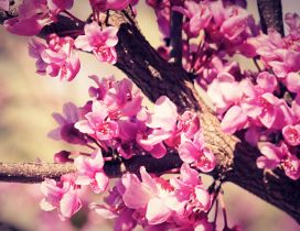 Cherry tree blossom flowers - HD wallpaper