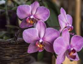 Pink orchid in a wooden basket - Beautiful flower