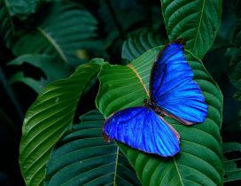 Wonderful blue butterfly on a green leaf - Macro wallpaper