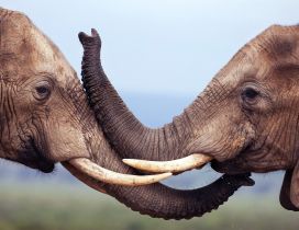 Kiss between two sweet elephants - HD wild animal