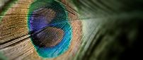 Wonderful heart in a peacock feather