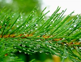 Fresh water drops on a pine branch - Macro wallpaper