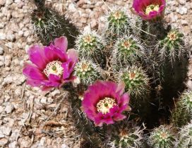 Pink Cactus flower blooming - Desert place
