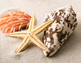 Macro shells and starfish in the sand - HD wallpaper