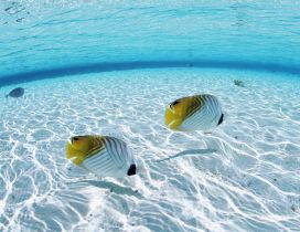 Two white and yellow fishes in the clear ocean water