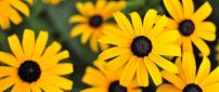 Yellow flowers - Gloriosa Daisy HD wallpaper