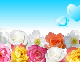 DIfferent colors of beautiful roses - Blue heart in the sky