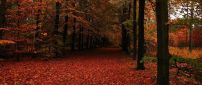 Welcome beautiful Autumn season - Rusty carpet of leaves