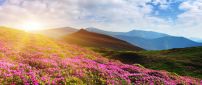 Beautiful pink rhododendron flowers on the mountain -Sun day