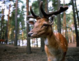 Professional photo - Wonderful deer eyes