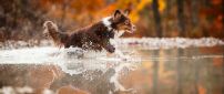 Happy dog run into the water - Autumn season background