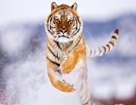 Spectacular jump in the snow - Furious tiger