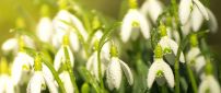 Water drops on the snowdrops - Good morning spring season