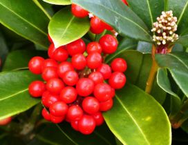 Red small Autumn fruits - Vitamins only