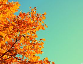 Beautiful Autumn tree and a blue yellow sky - HD wallpaper