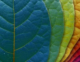 Macro wonderful Autumn leaves - Rainbow colors