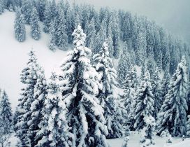 Wonderful mountain trees full with white snow - Pure Nature