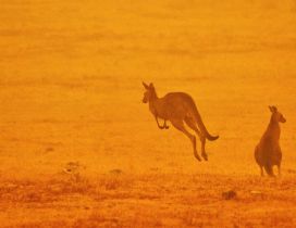 Kangaroo from Australia - Animals burn in fire sad year