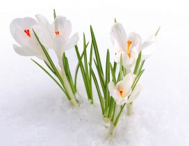 Wonderful white spring flowers under the cold snow