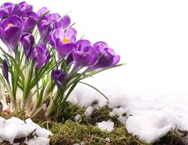 Beautiful purple bouquet of Crocuses - Spring season